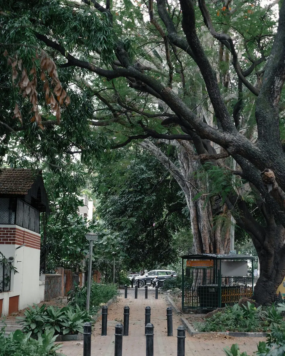 A quiet tree-lined street in Bengaluru